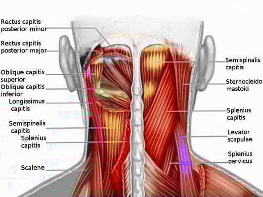 muscles of the neck
