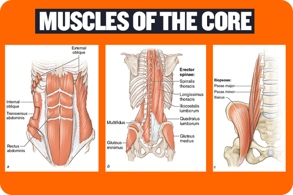 what are the muscles of the core